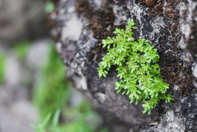 Close-up of moss growing on tree trunk