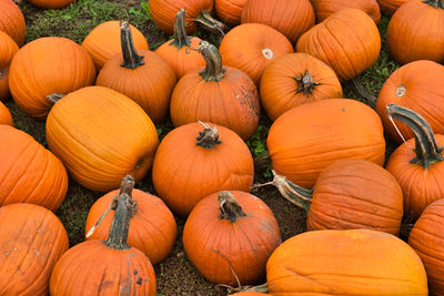 High angle view of pumpkins in field