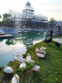 View of swans on lake