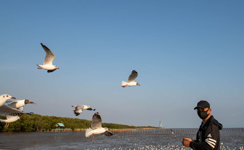 Seagulls flying in the sky, chasing after food that a tourist come to feed on them at bangpu.