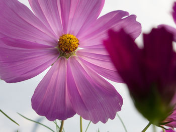 Close-up of pink cosmos flower