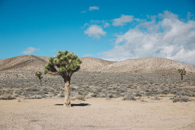 Tree on landscape against sky