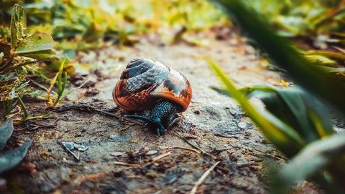 Close-up of snail on leaf