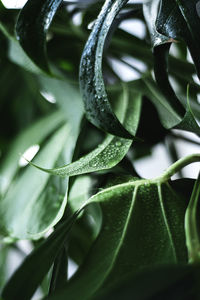 Close-up of raindrops on plant