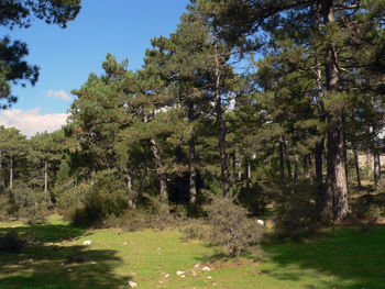 Trees in forest