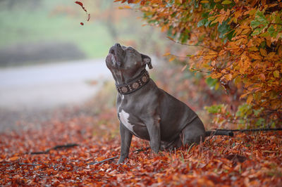 Dog running on field