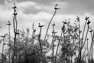 Low angle view of silhouette plants against sky