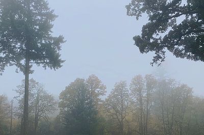 Low angle view of trees in forest against sky