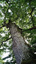 Low angle view of trees in forest against sky