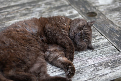 High angle view of cat sleeping