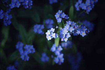 Close-up of purple flowering plants