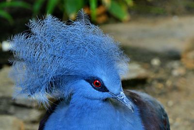 Close-up of pigeon