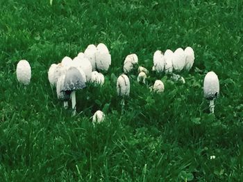 Close-up of mushrooms on field