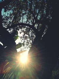 Low angle view of sunlight streaming through trees