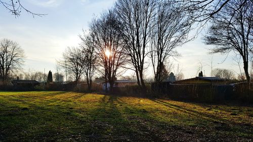Trees against sky at sunset