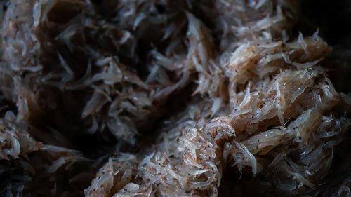 Detail shot of dried food