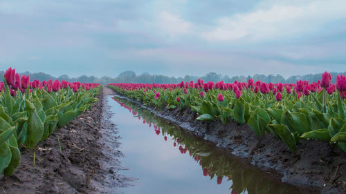 View of flowering plants growing on land against sky