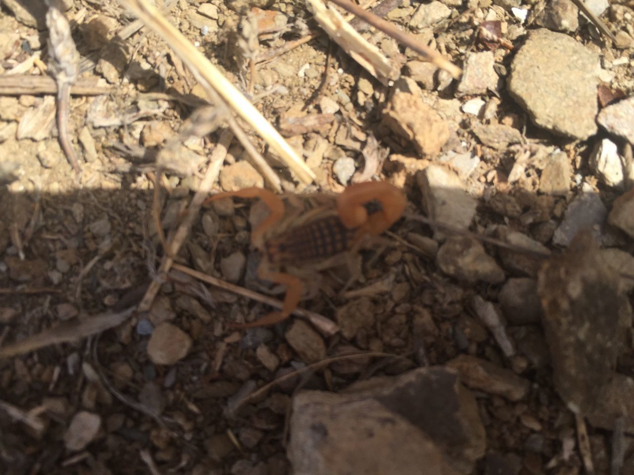 high angle view, stone - object, rock - object, day, nature, outdoors, animal themes, field, no people, close-up, wildlife, pebble, one animal, log, textured, animals in the wild, ground, sunlight, dirt, wood - material