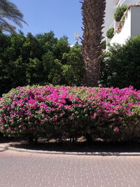 Flowers growing in park