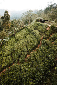 Plants growing on field