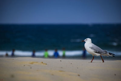 Seagull on beach