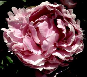 Close-up of pink rose