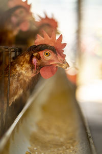 Close-up of rooster peeking through the cage in a farm