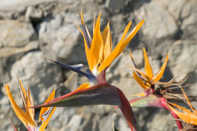 Close-up of orange flowers blooming outdoors