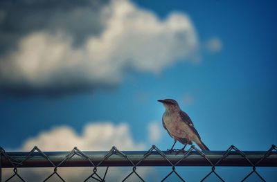 Low angle view of bird perching on bare tree against clear sky