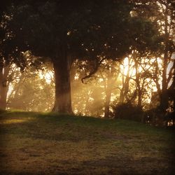 Sun shining through trees