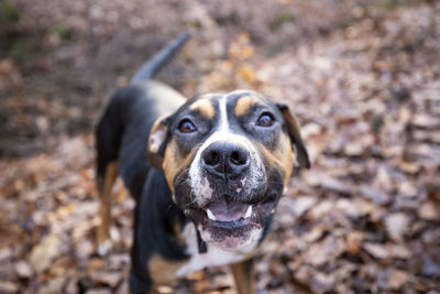 High angle portrait of a dog on field