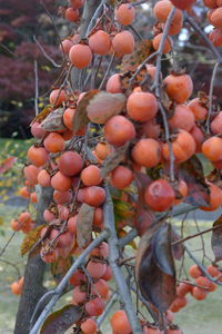 Close-up of fruits growing on tree