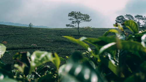 Close-up of plant on field against sky