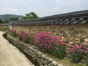 Pink flowering plants by stone wall against sky