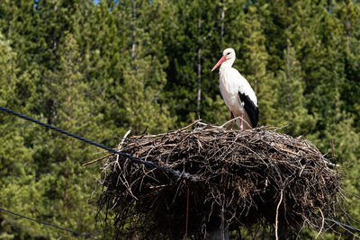 Bird perching on nest in forest