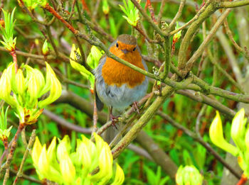 Close-up of bird perching on branch