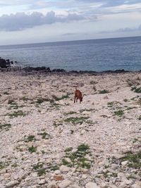 Dog on beach