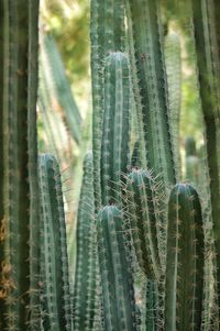 Close-up of succulent plant in forest