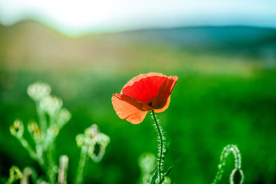 Close-up of red poppy flower on field