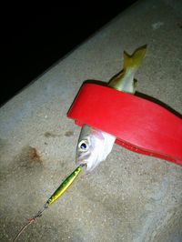 Close-up of a bird on fish