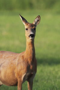 Portrait of deer standing on field