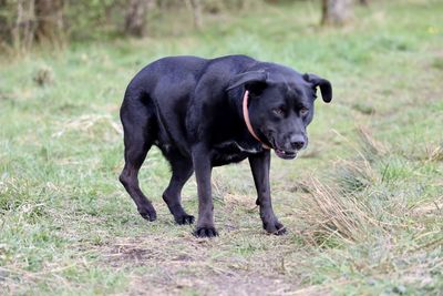 Portrait of black dog on field