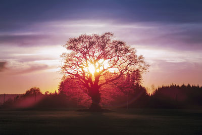 Silhouette trees on field against sky at sunset