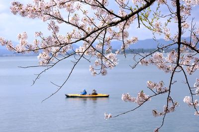 Cherry blossoms over river against sky