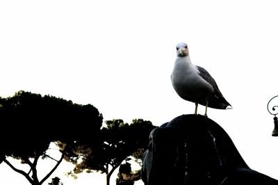 Bird perching on rock against clear sky