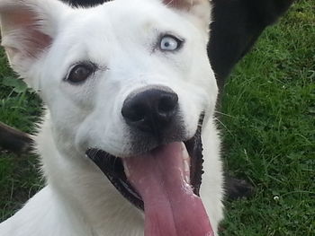 Close-up of dog on grassy field