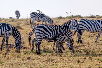 Zebra standing on field