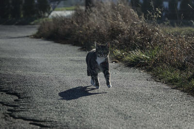 Full length of a cat walking on road