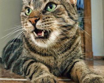 Close-up portrait of cat
