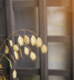 Close-up of umbrella on wood at home